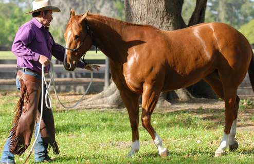 Pat-Parelli-does-groundwork-with-a-horse-feature