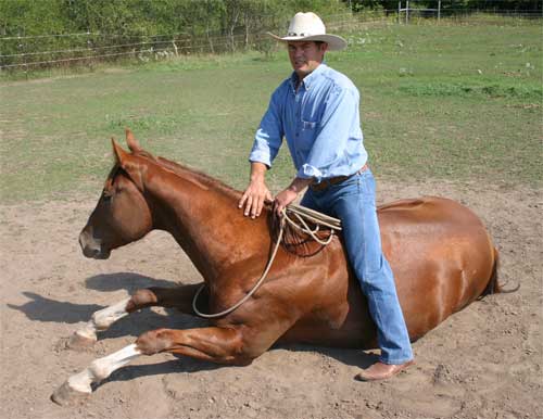 horse-training2